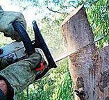 Best Fruit Tree Pruning  in Warren Af, WY