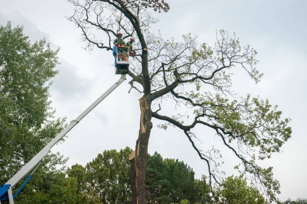 Tree and Shrub Care in Warren Af, WY