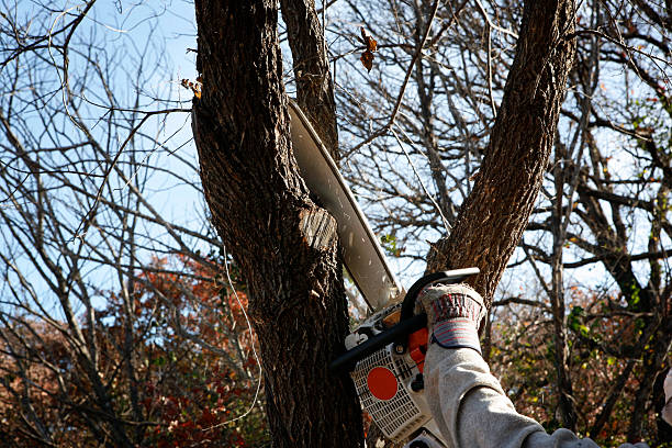 Best Tree Disease Treatment  in Warren Af, WY